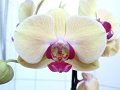 Orchideeegk1